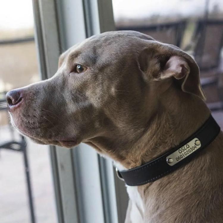 Two dog collars: a red embroidered collar with a phone number and a black leather collar with an engraved dog tag.